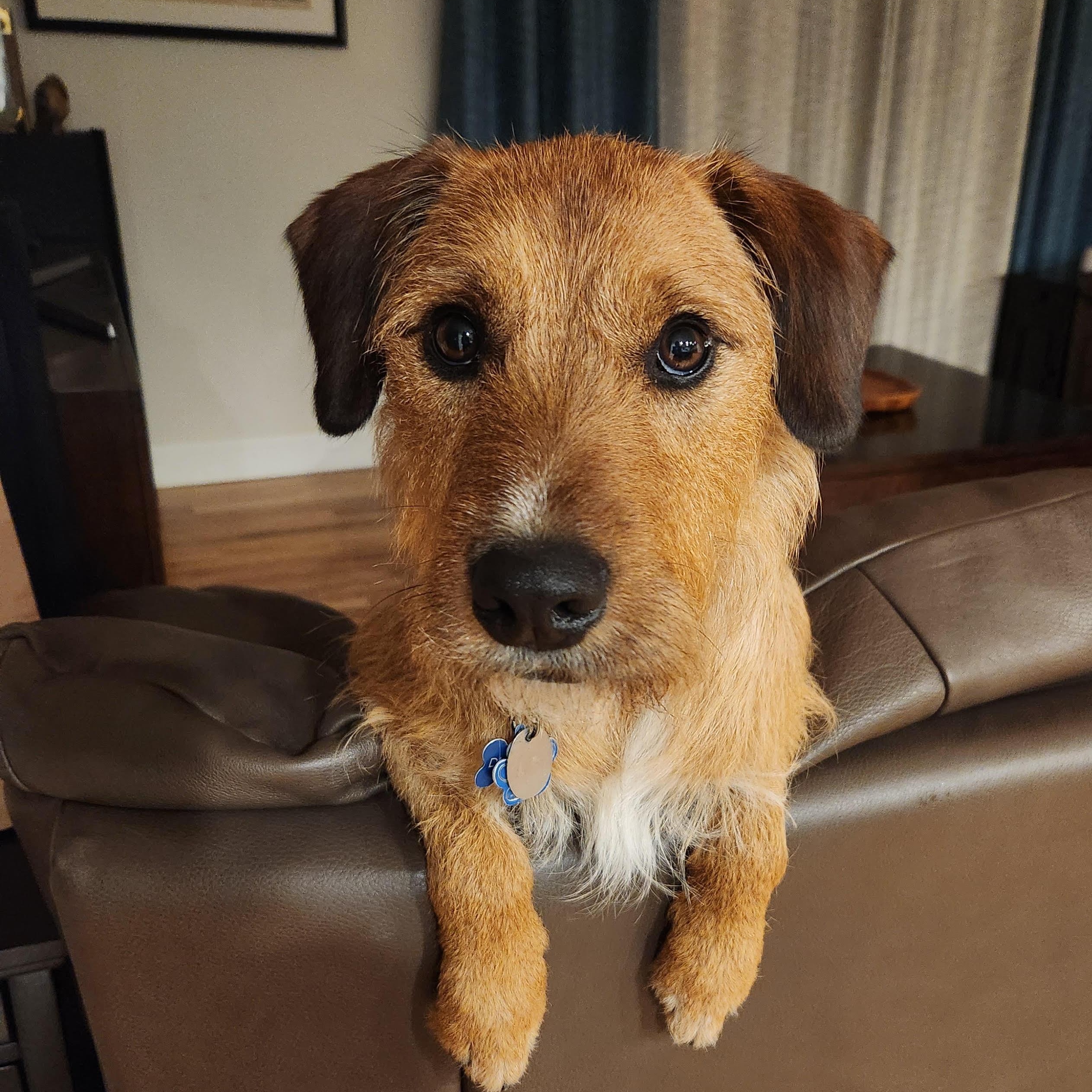Enlarge Duncan is in Maine RR, a Adoptable mixed breed in South Portland, ME image 3/6