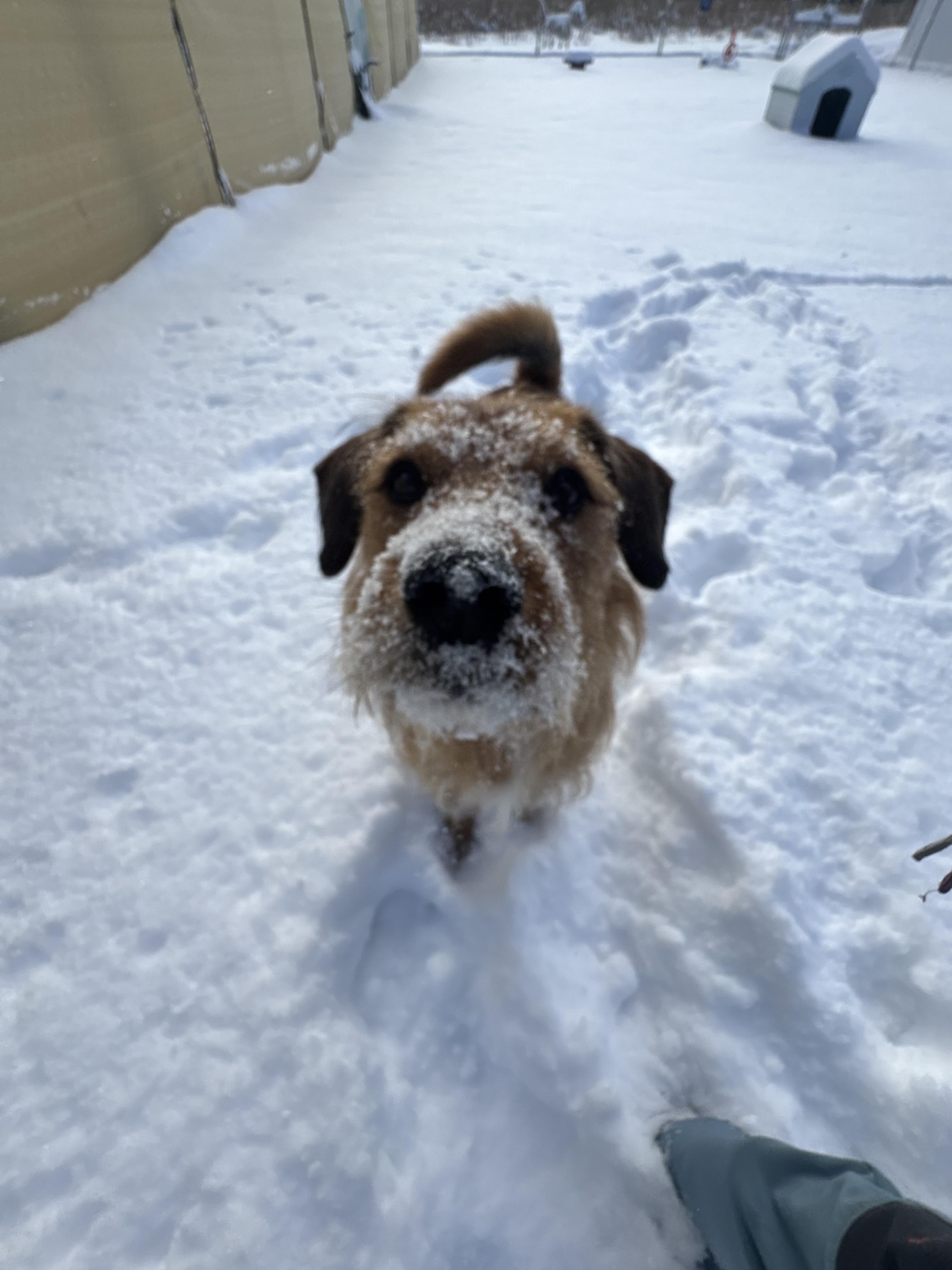 Enlarge Duncan is in Maine, a Adoptable mixed breed in South Portland, ME image 2/6
