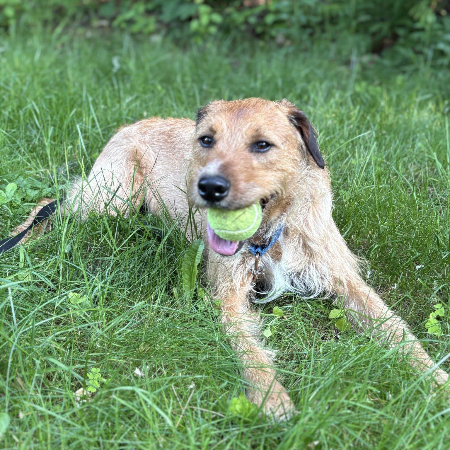 Enlarge Duncan is in Maine RR, a Adoptable mixed breed in South Portland, ME image 4/6