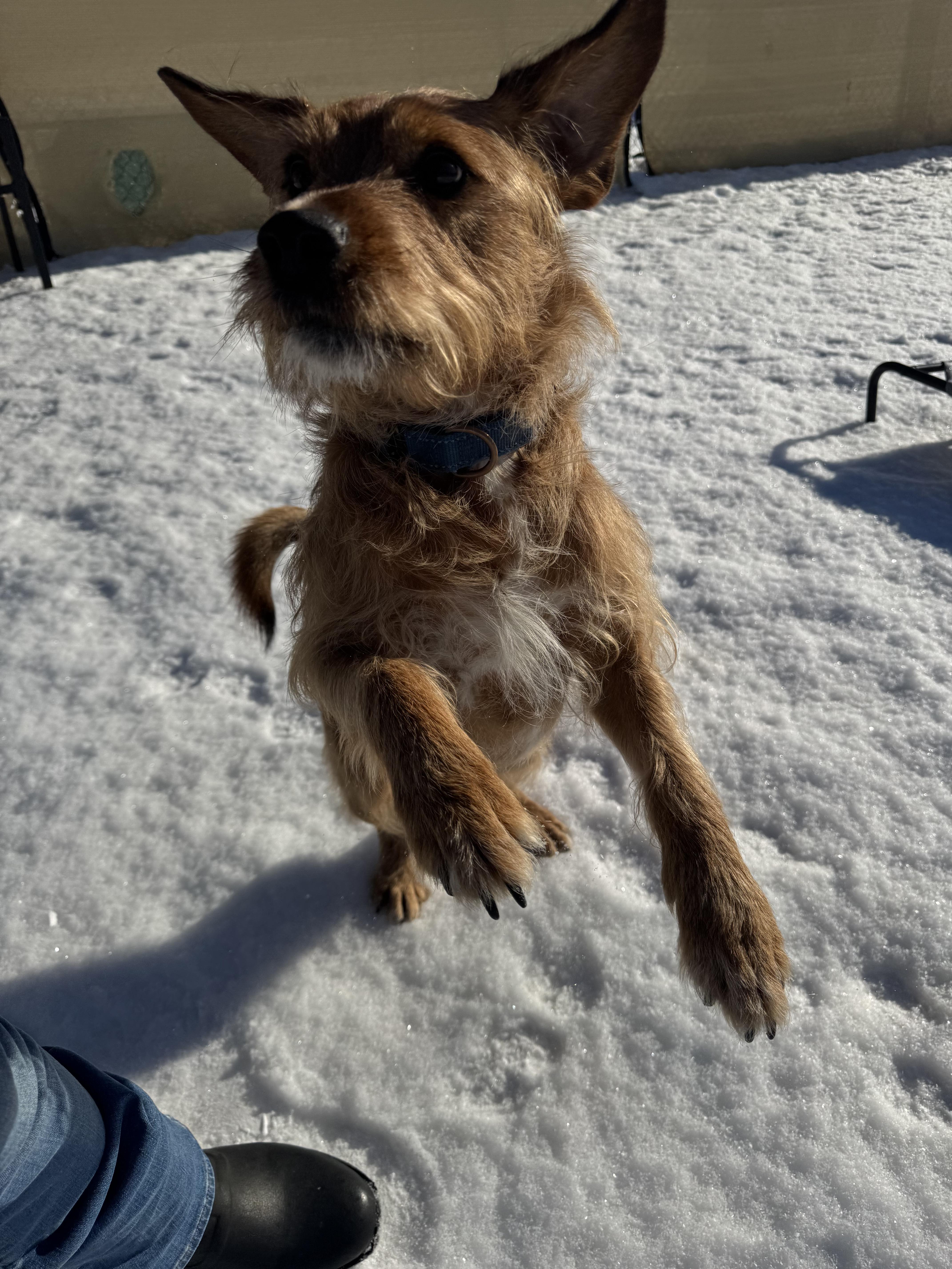 Duncan is in Maine, Adoptable, Adult Male Terrier.