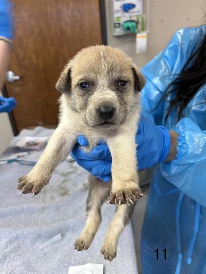 Enlarge Brody, a Adoptable mixed breed in Dallas, TX image 1/1