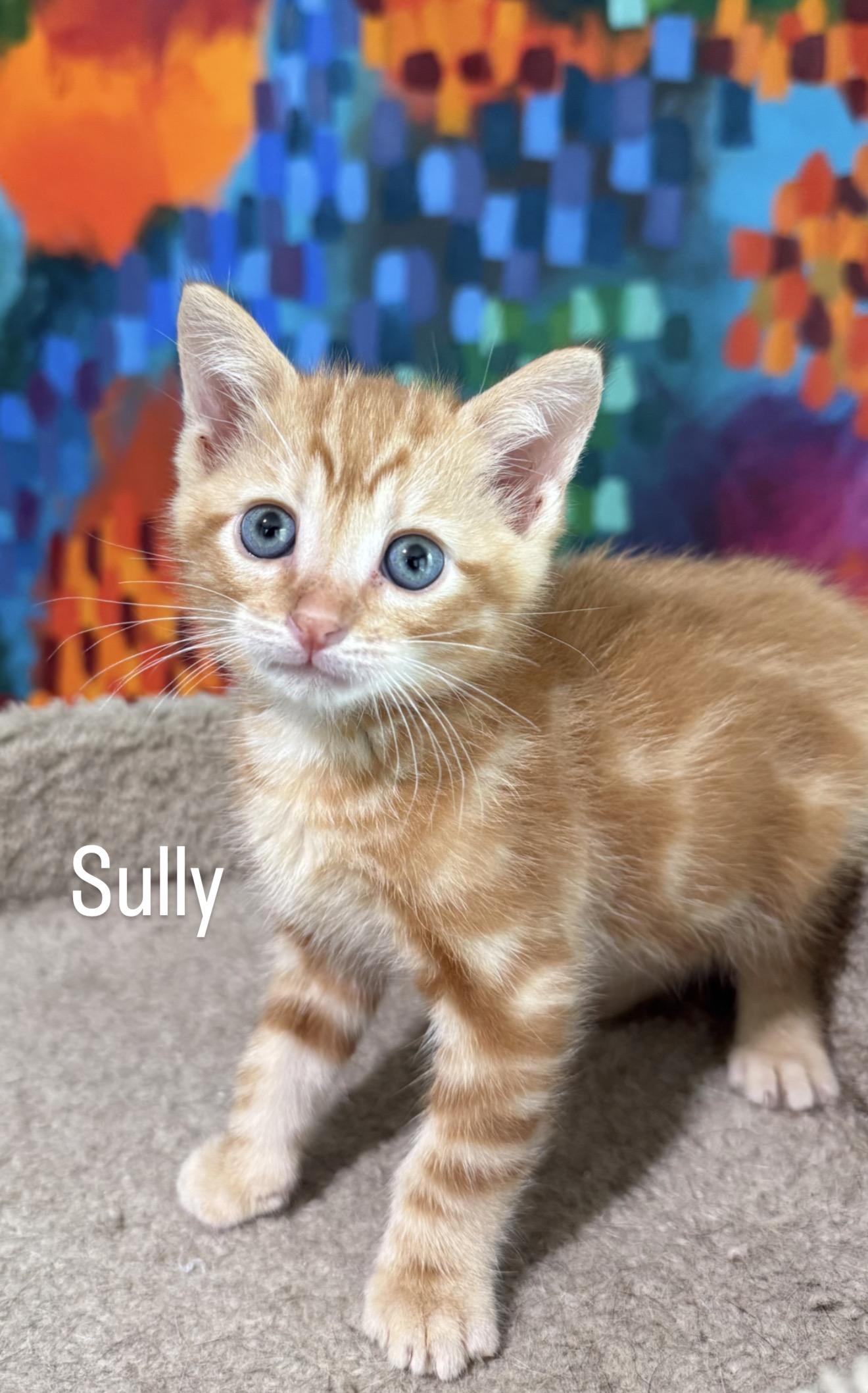 Enlarge Sully, an adopted mixed breed in Asbury Park, NJ image 2/3