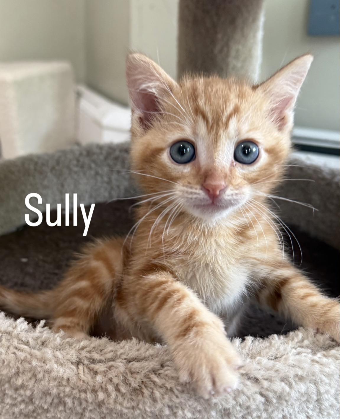 Enlarge Sully, an adopted mixed breed in Asbury Park, NJ image 3/3