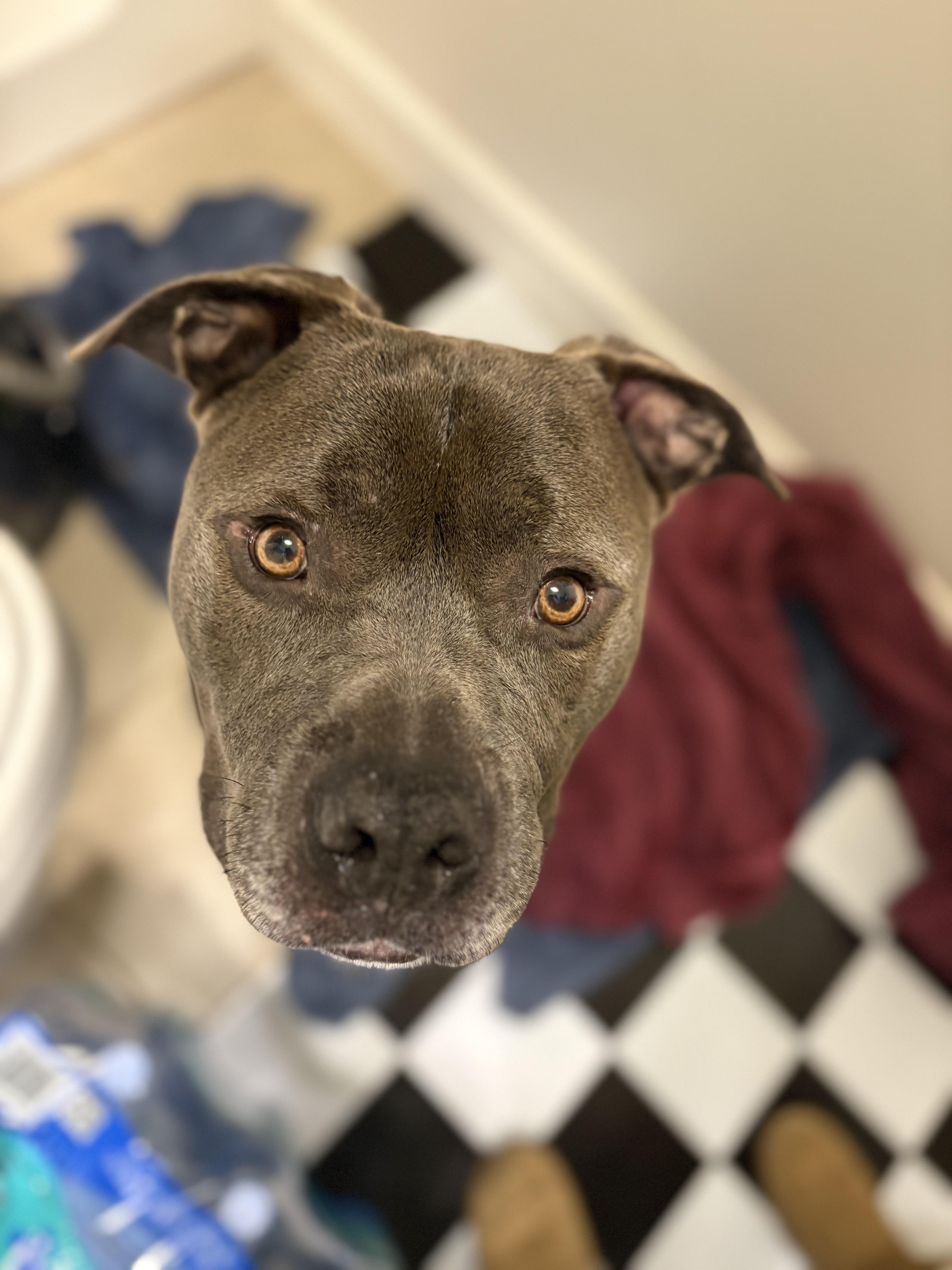 Gaston, a ADOPTABLE Pit Bull Terrier in Newfoundland, NJ image 1/5