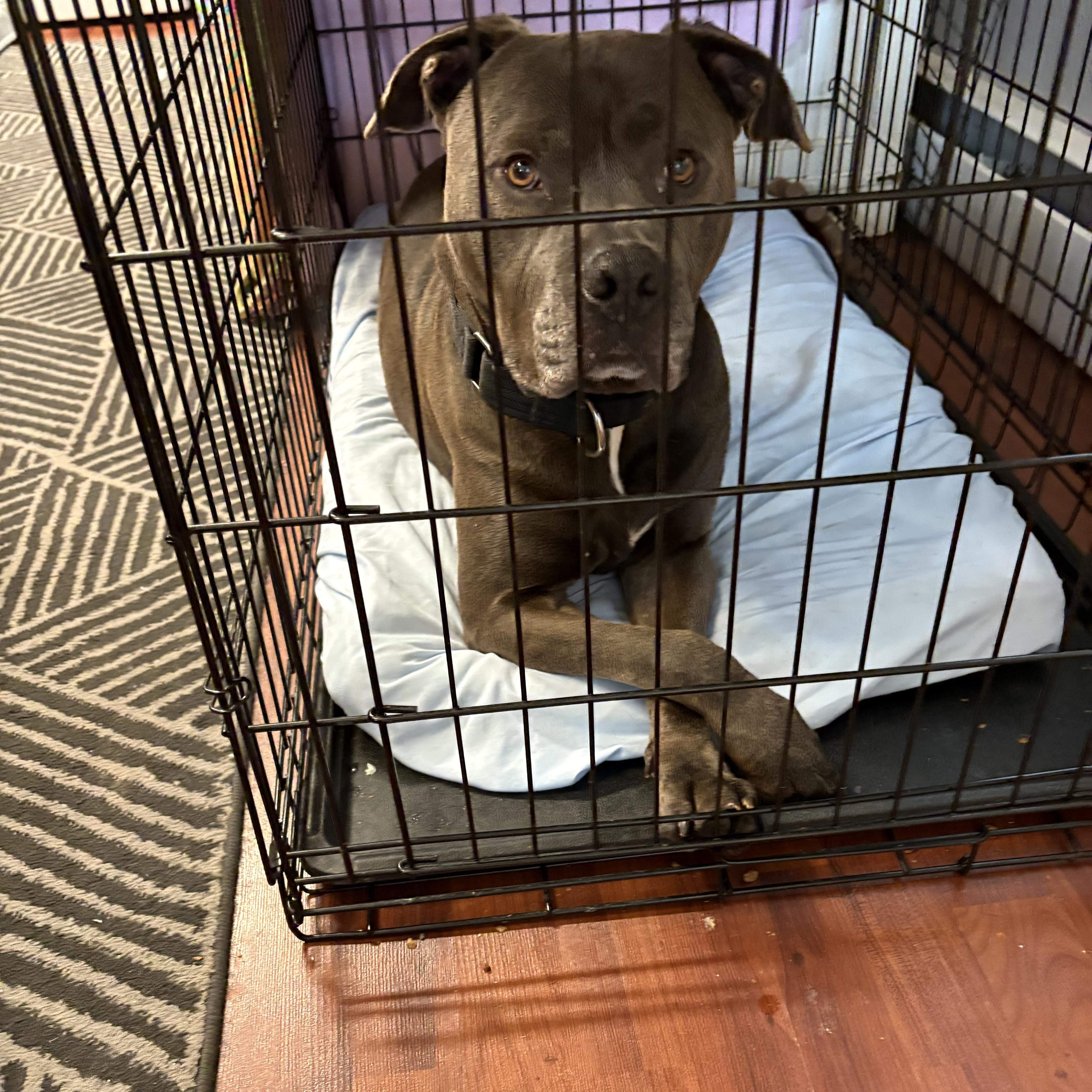 Gaston, a ADOPTABLE Pit Bull Terrier in Newfoundland, NJ image 5/5