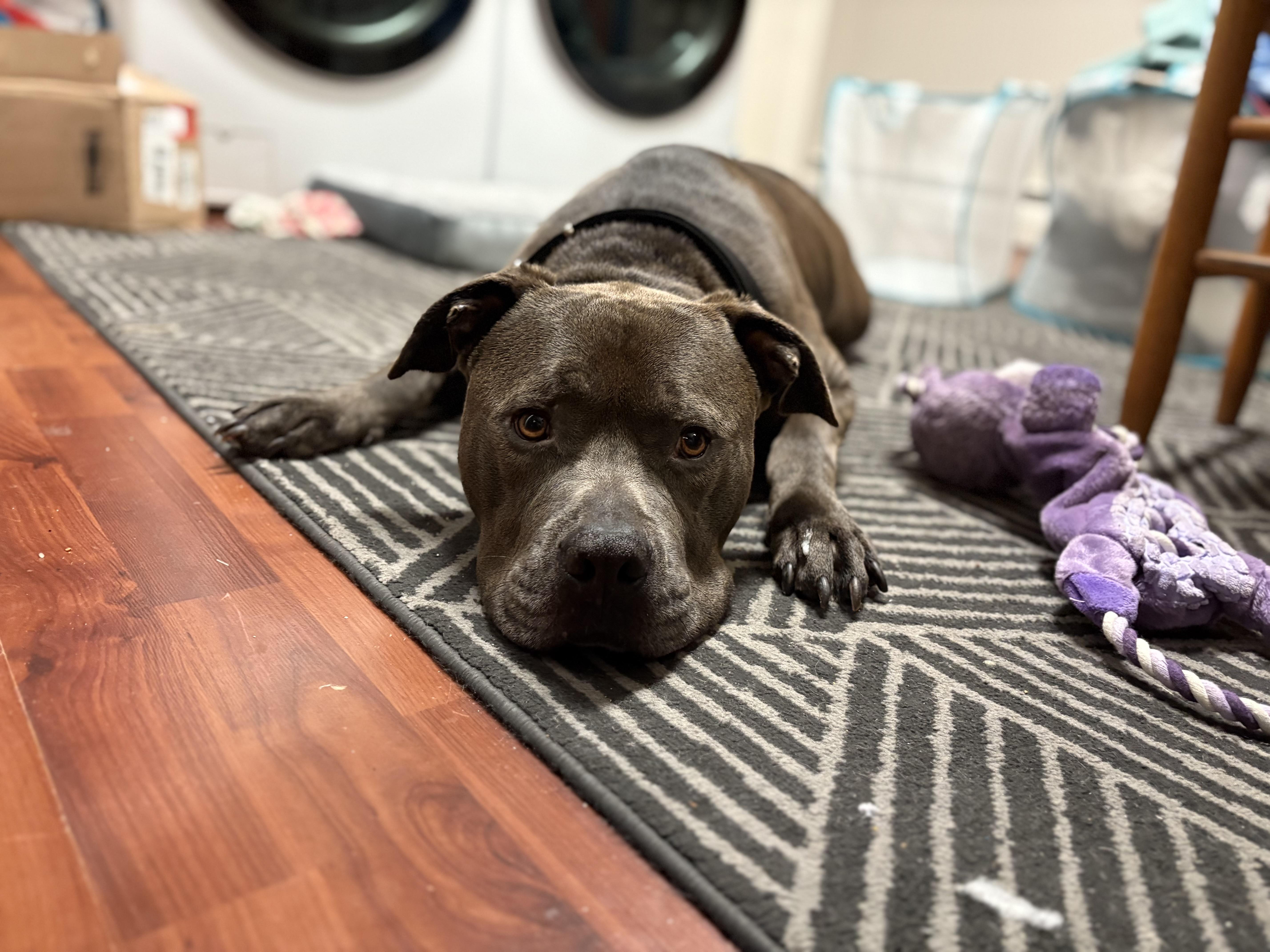 Gaston, a ADOPTABLE Pit Bull Terrier in Newfoundland, NJ image 2/5