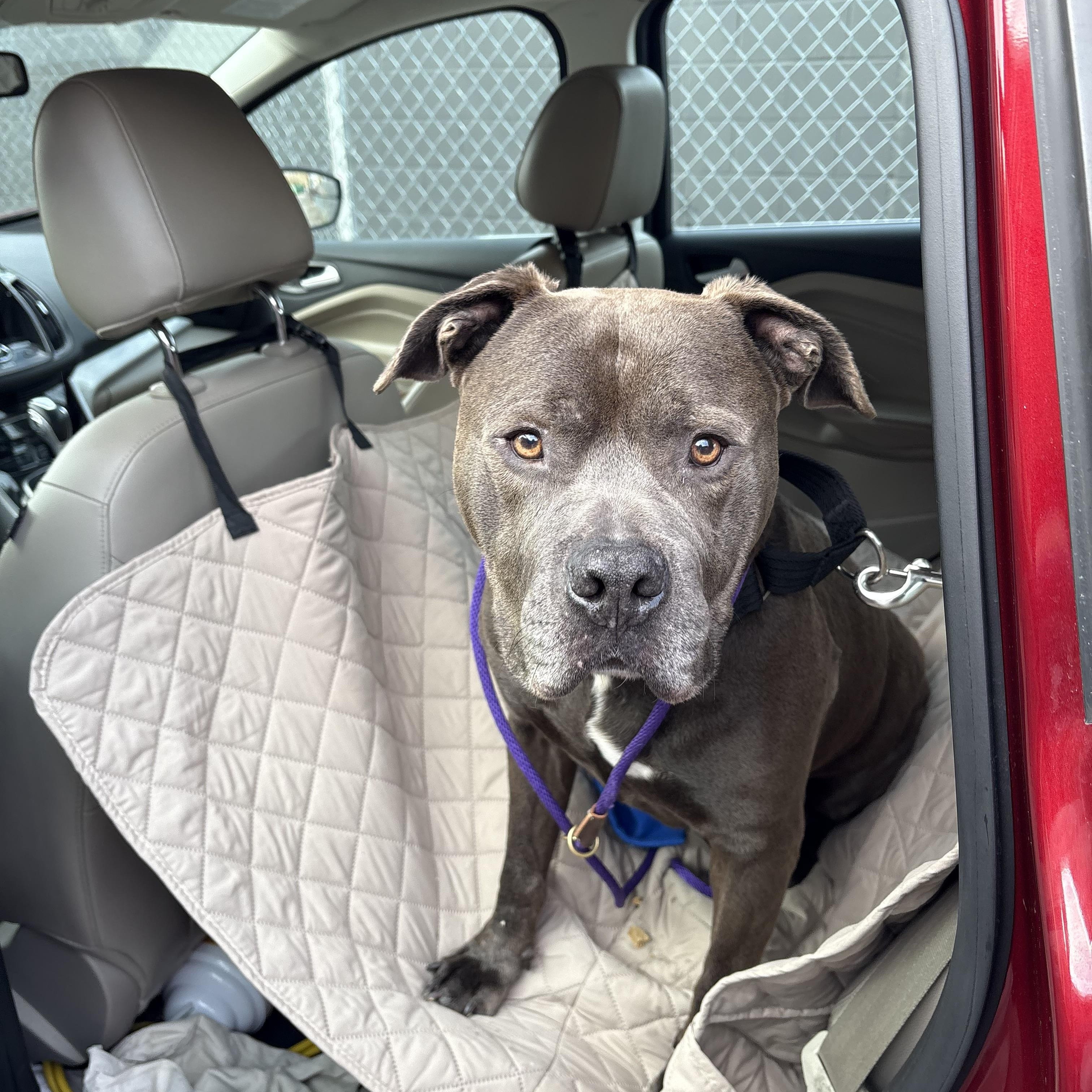 Gaston, a ADOPTABLE Pit Bull Terrier in Newfoundland, NJ image 4/5