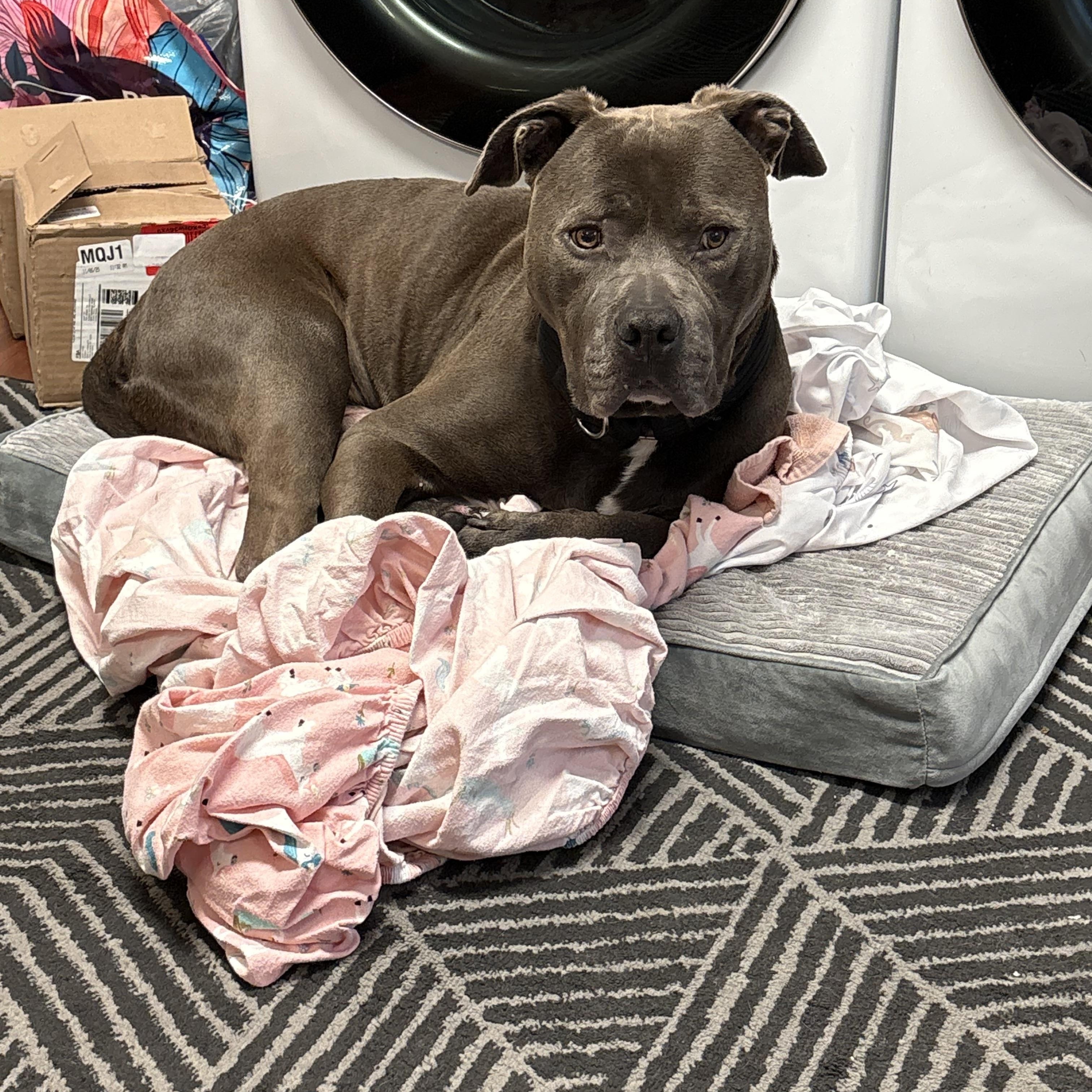 Gaston, a ADOPTABLE Pit Bull Terrier in Newfoundland, NJ image 3/5