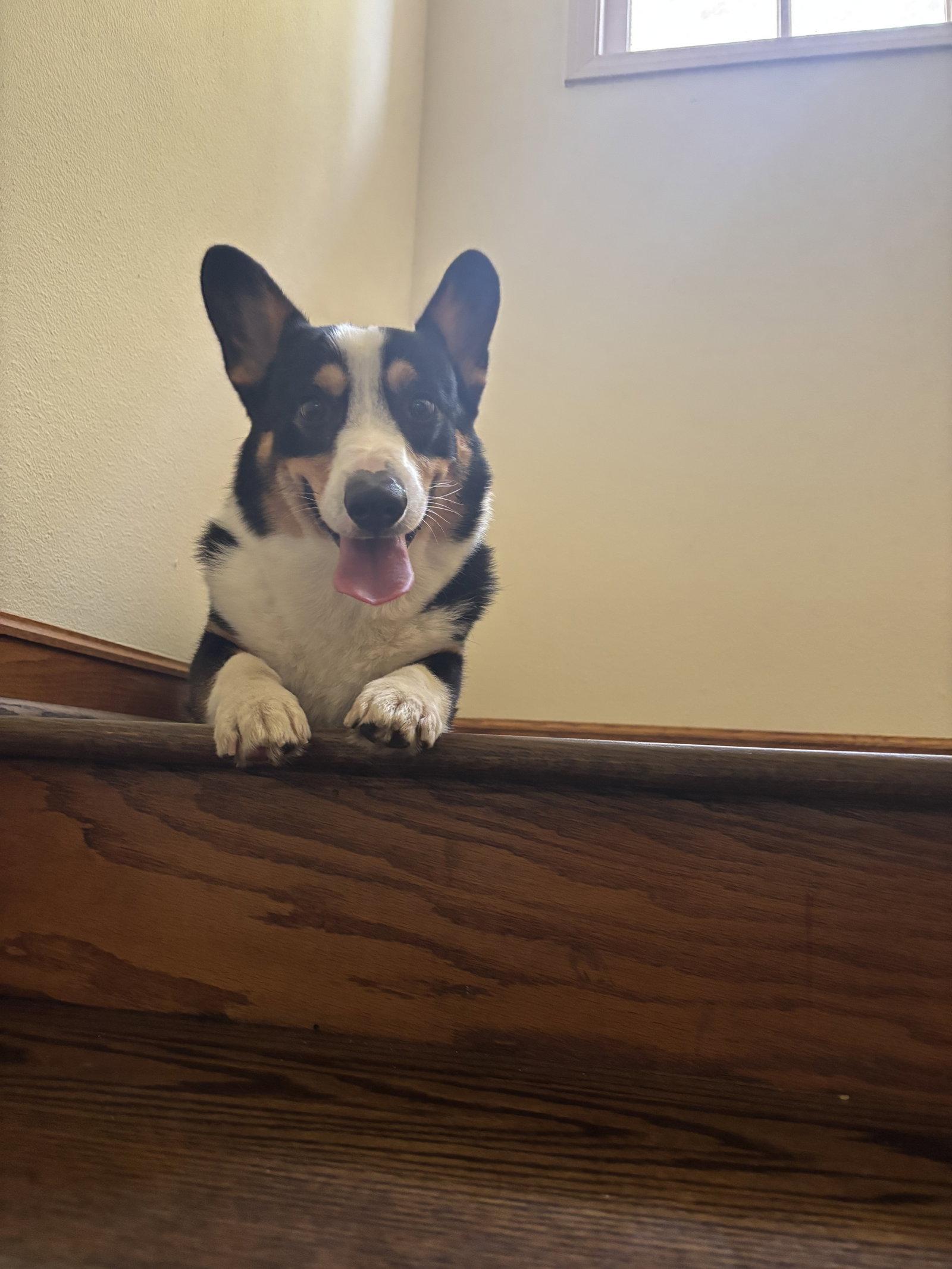 Farmer, Adoptable, Adult Male Corgi.