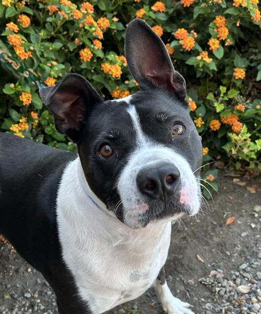 ACE, Adoptable, Adult Male Staffordshire Bull Terrier & Boxer.