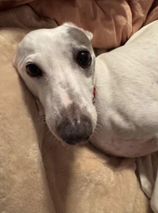 Louie & Gracie, Adopted, Adult Male Italian Greyhound.