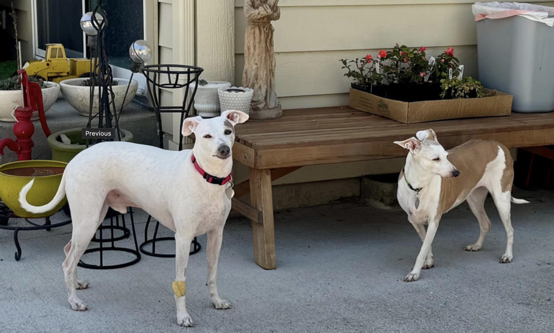 Louie & Gracie, a Adopted Italian Greyhound in Centennial, CO image 2/6