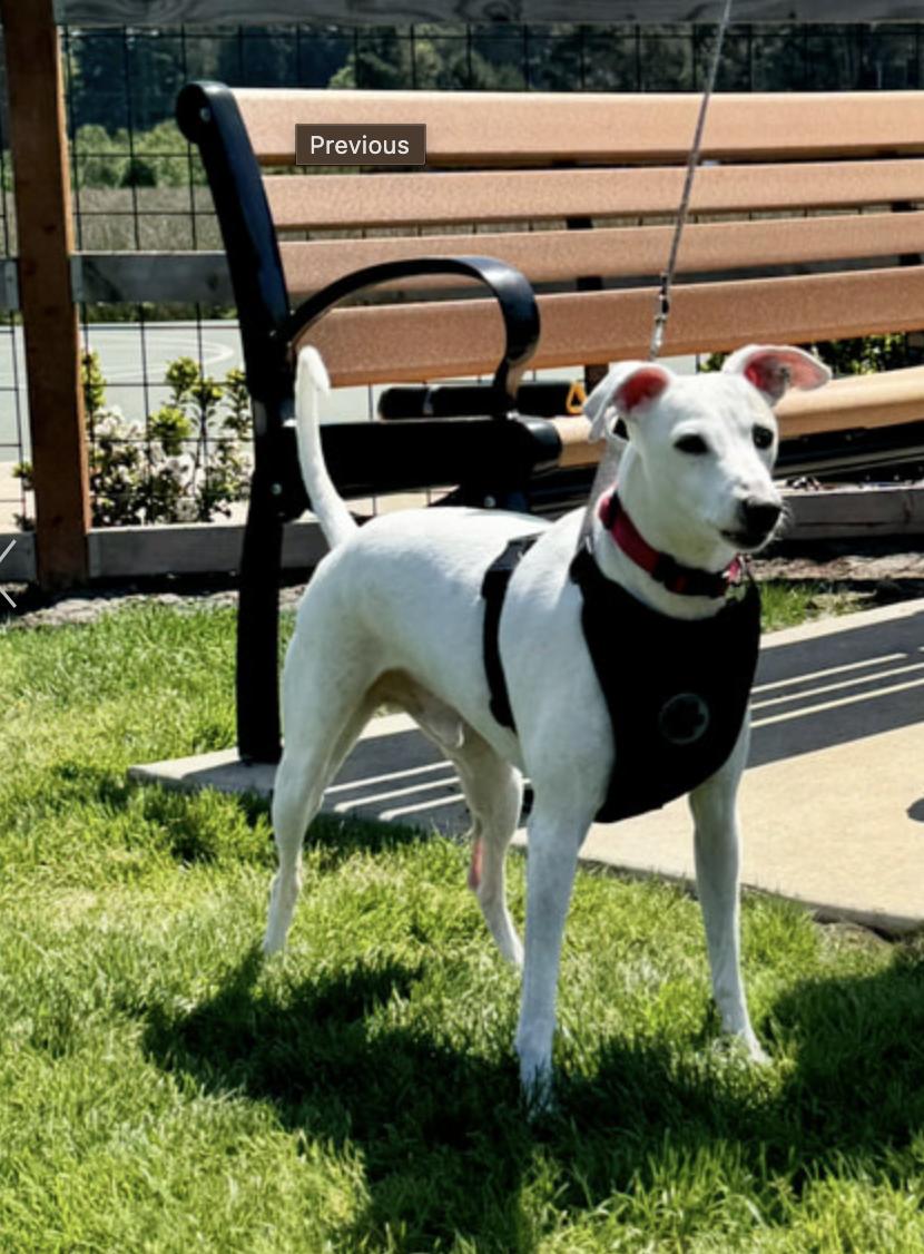 Louie & Gracie, a Adopted Italian Greyhound in Centennial, CO image 3/6