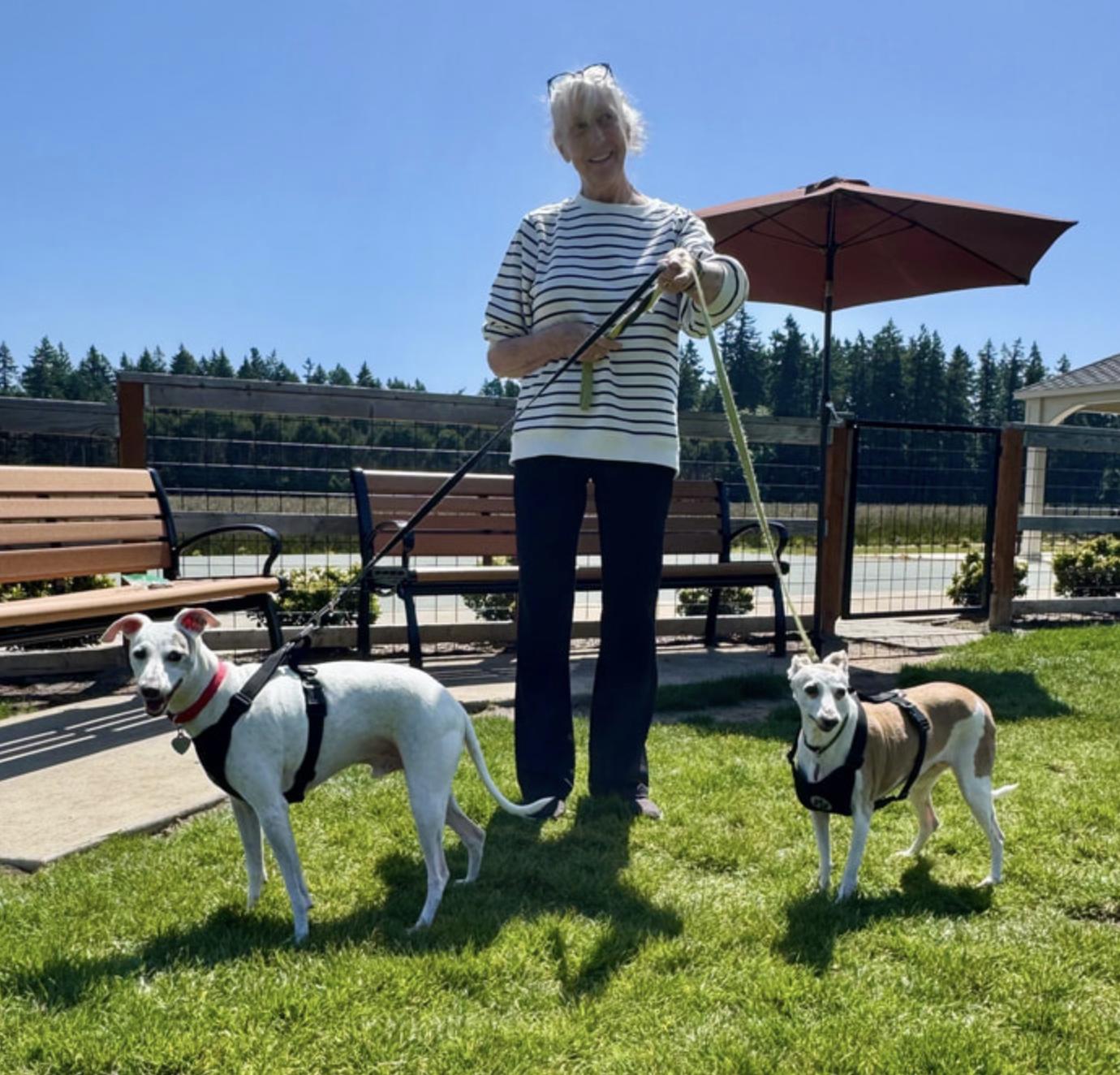 Louie & Gracie, a Adopted Italian Greyhound in Centennial, CO image 4/6