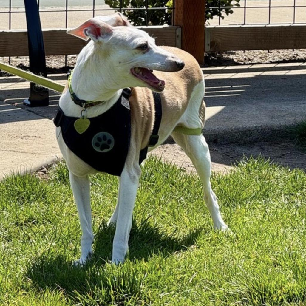 Louie & Gracie, a Adopted Italian Greyhound in Centennial, CO image 6/6