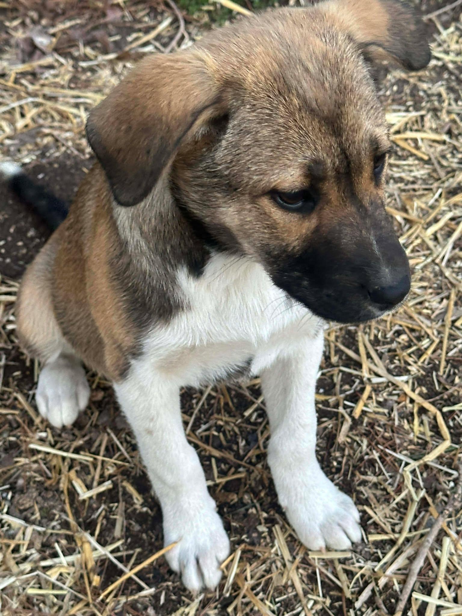 Enlarge Valentine, an adopted mixed breed in Fort Payne, AL image 3/3