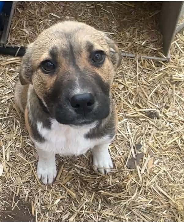 Enlarge Valentine, an adopted mixed breed in Fort Payne, AL image 1/3