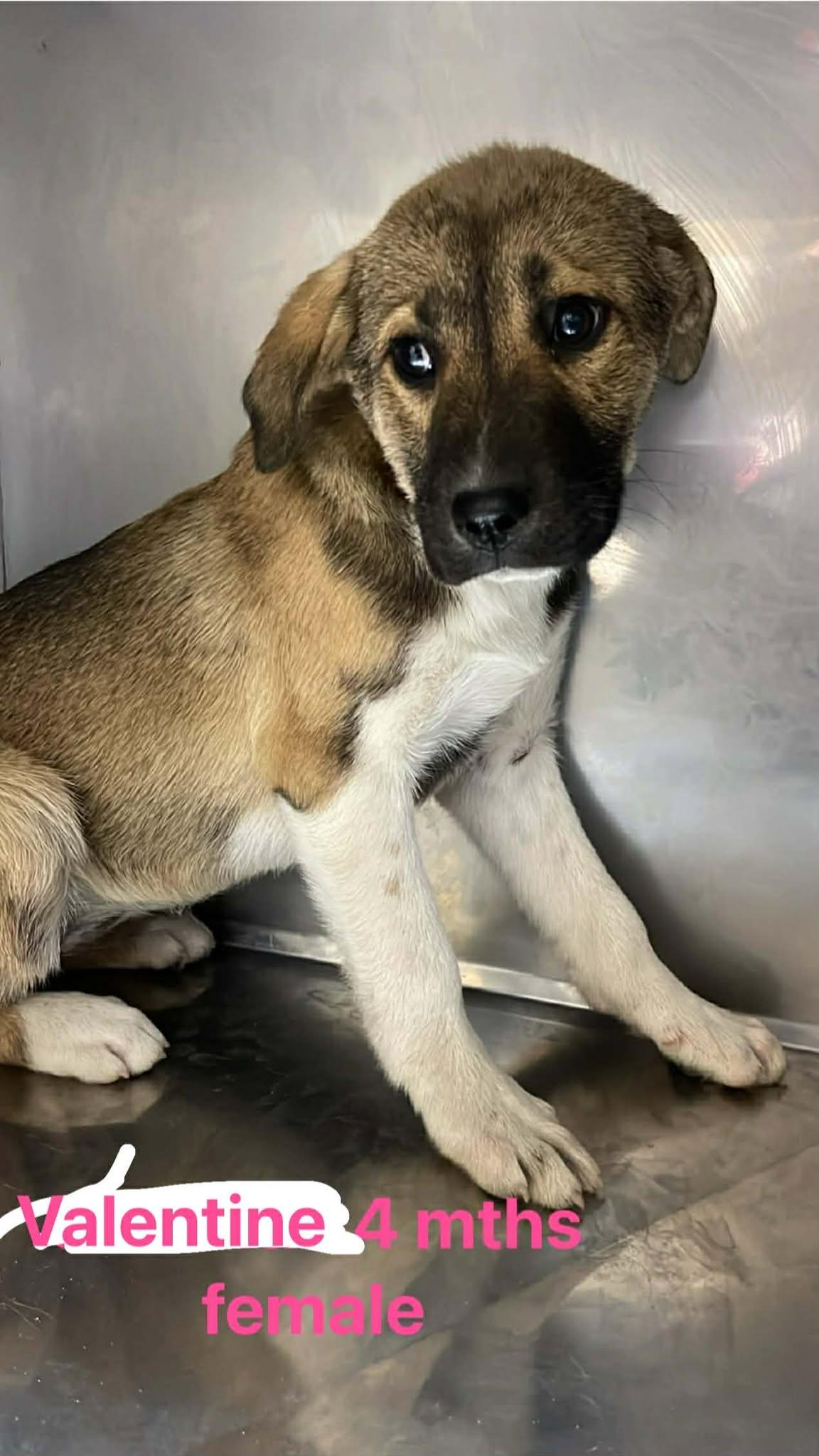 Enlarge Valentine, an adopted mixed breed in Fort Payne, AL image 2/3