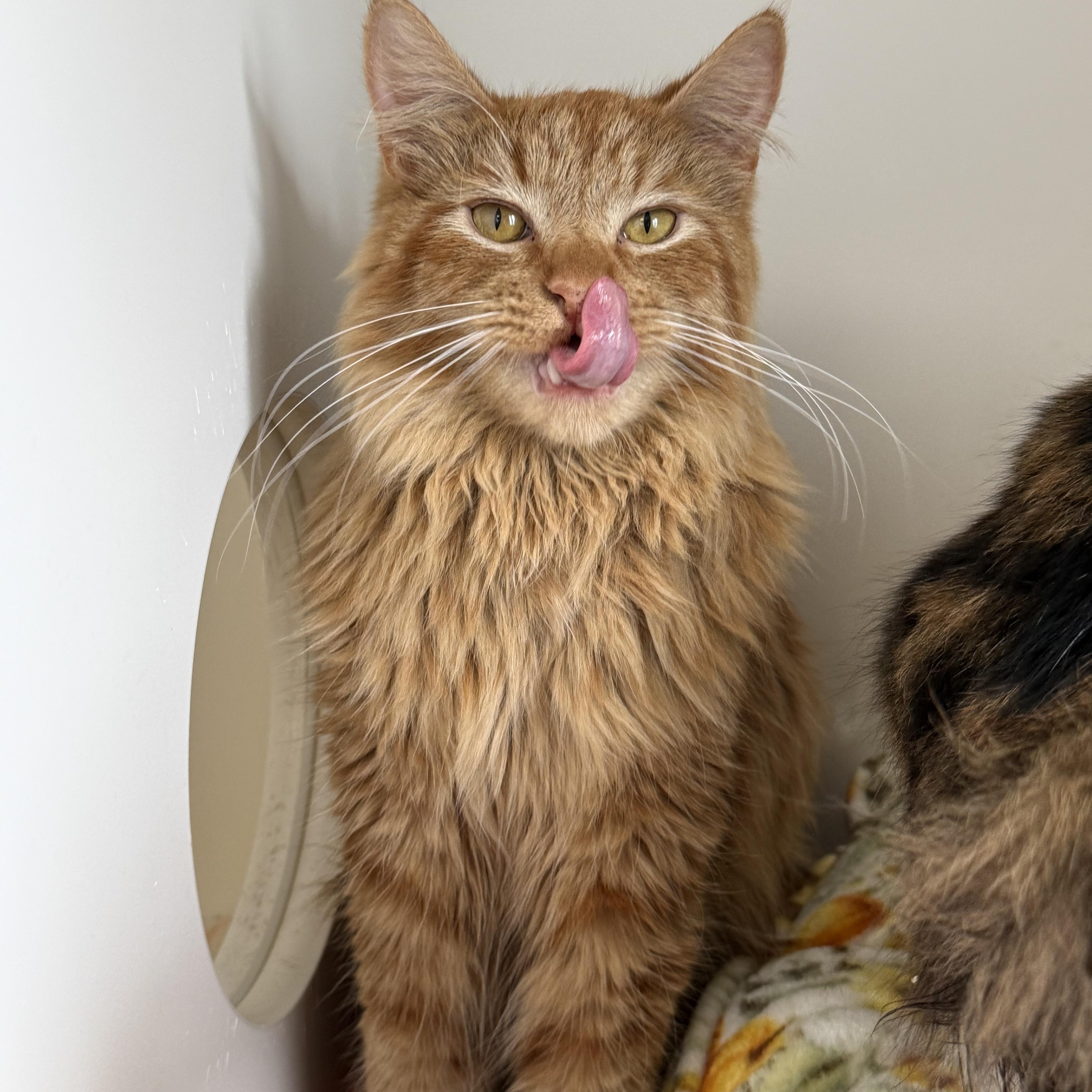 Enlarge Gouda, a Adoptable Tabby in Newport Beach, CA image 1/6