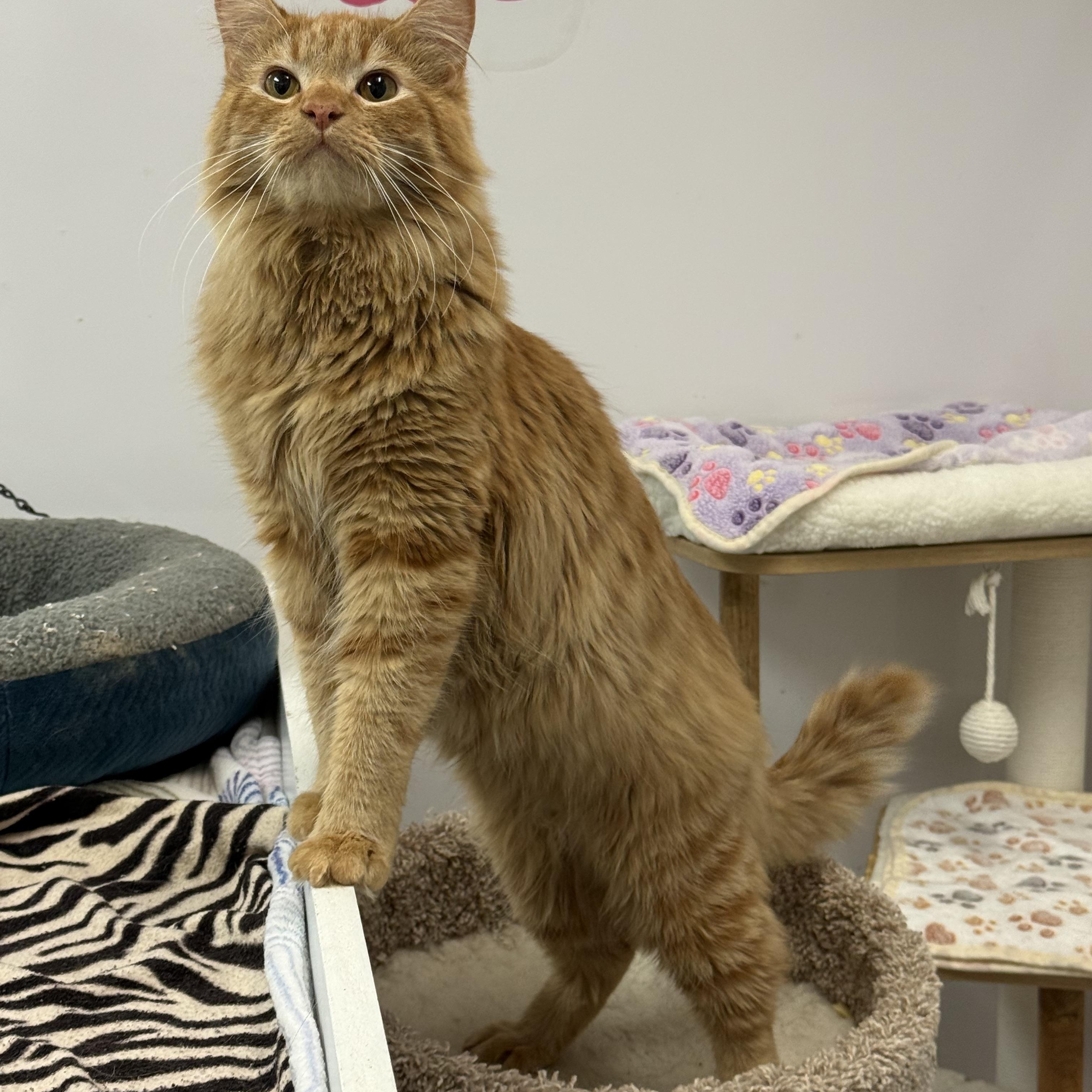 Enlarge Gouda, a Adoptable Tabby in Newport Beach, CA image 2/6