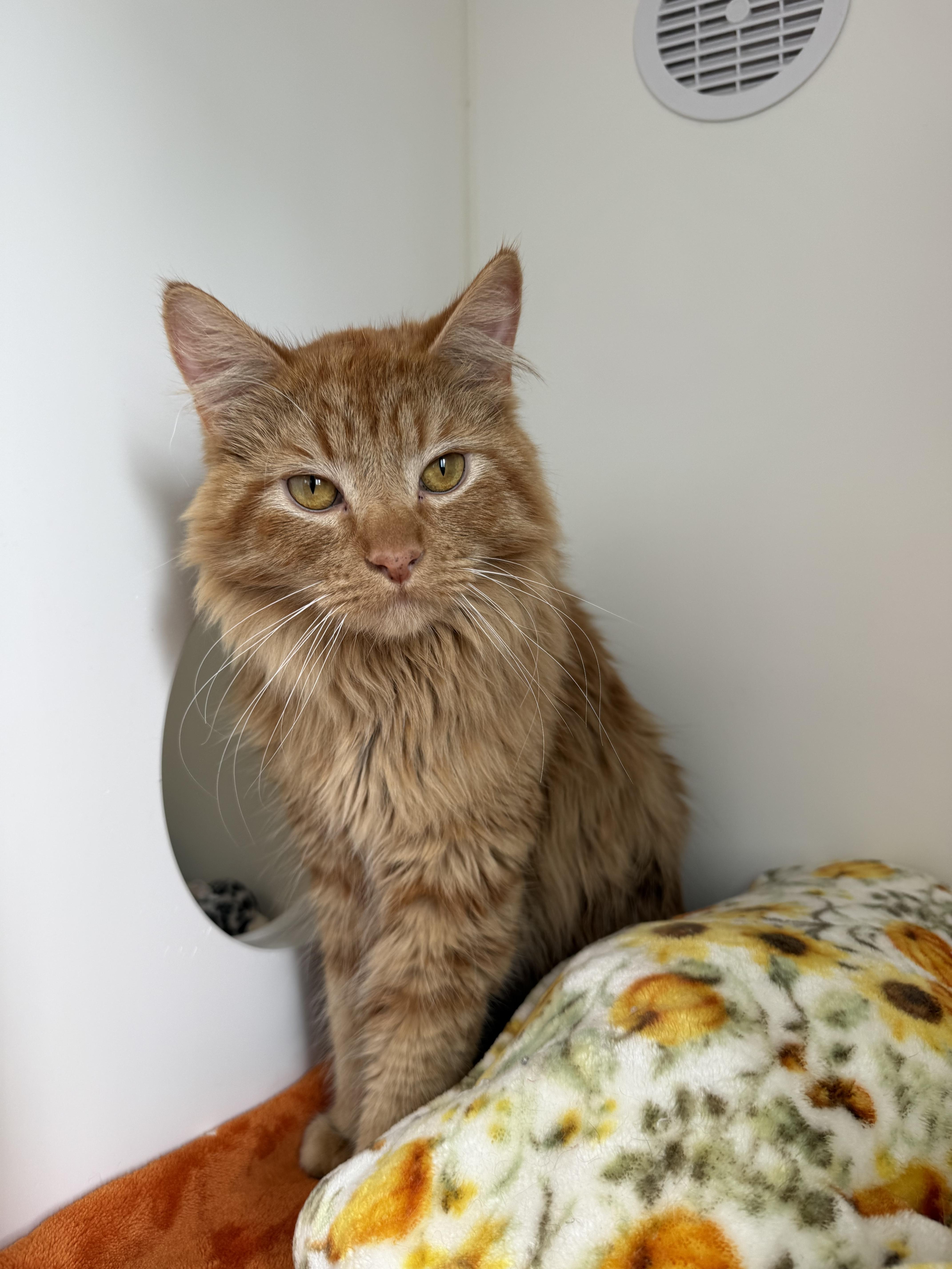 Enlarge Gouda, a Adoptable Tabby in Newport Beach, CA image 3/6