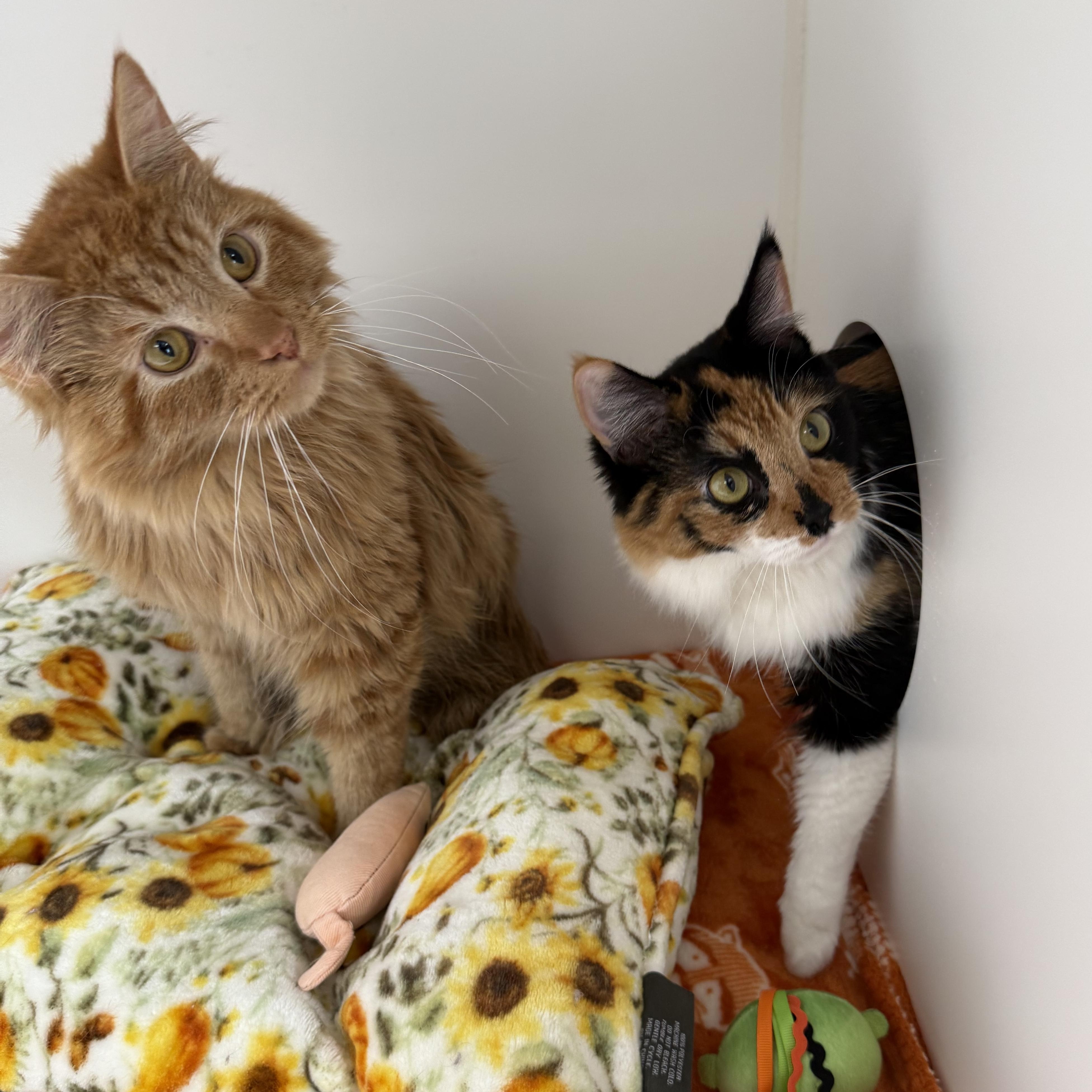 Enlarge Gouda, a Adoptable Tabby in Newport Beach, CA image 4/6