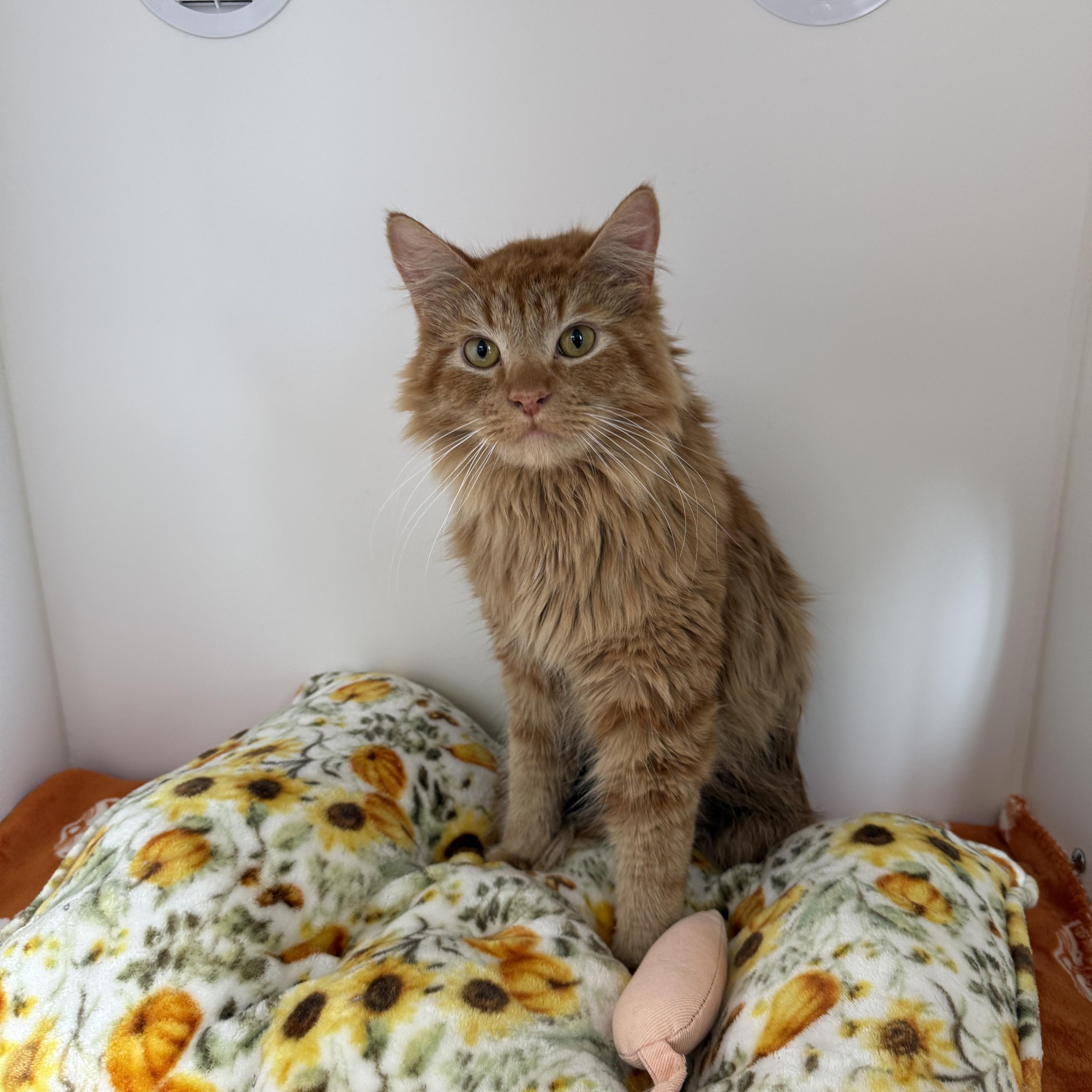 Enlarge Gouda, a Adoptable Tabby in Newport Beach, CA image 5/6