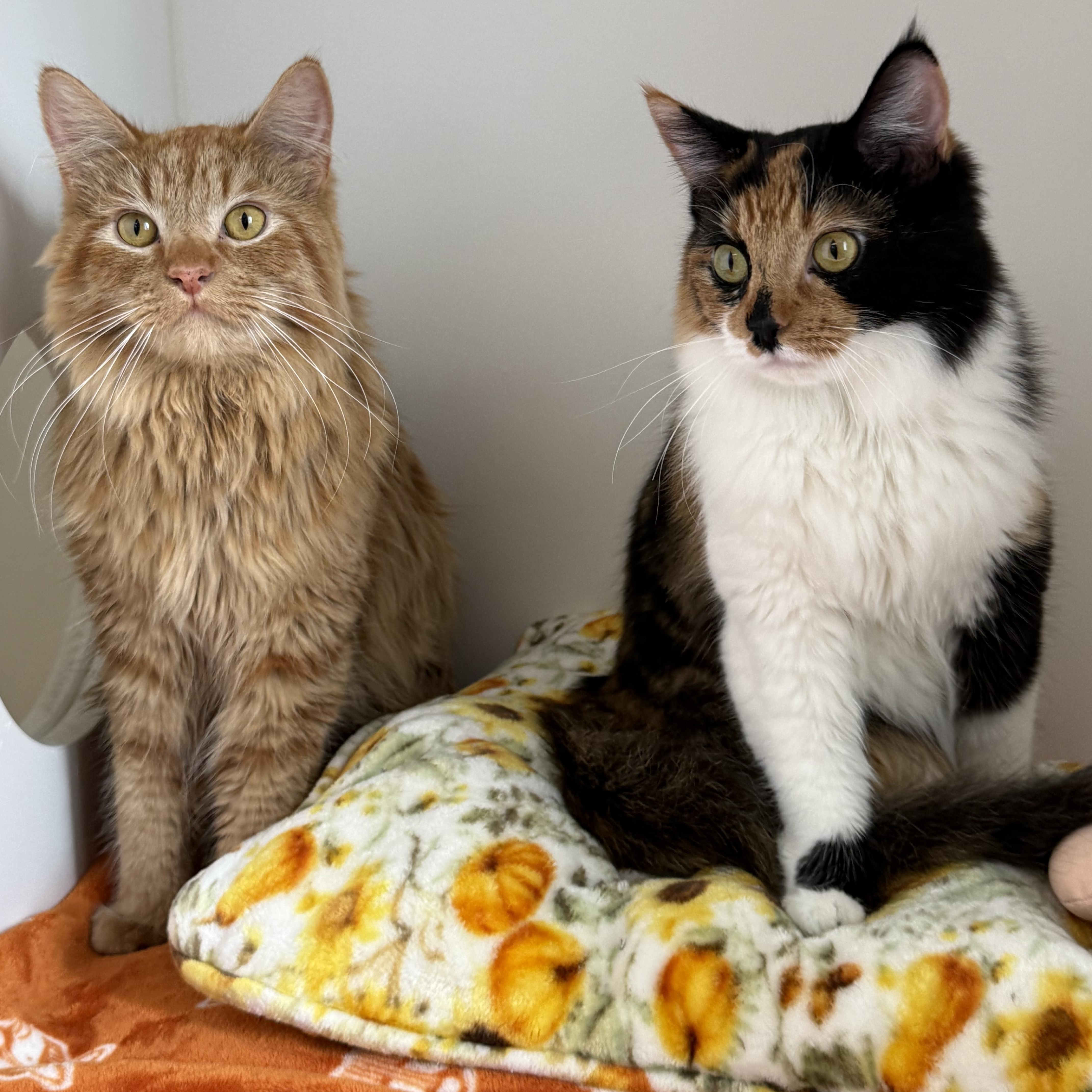 Enlarge Gouda, a Adoptable Tabby in Newport Beach, CA image 6/6