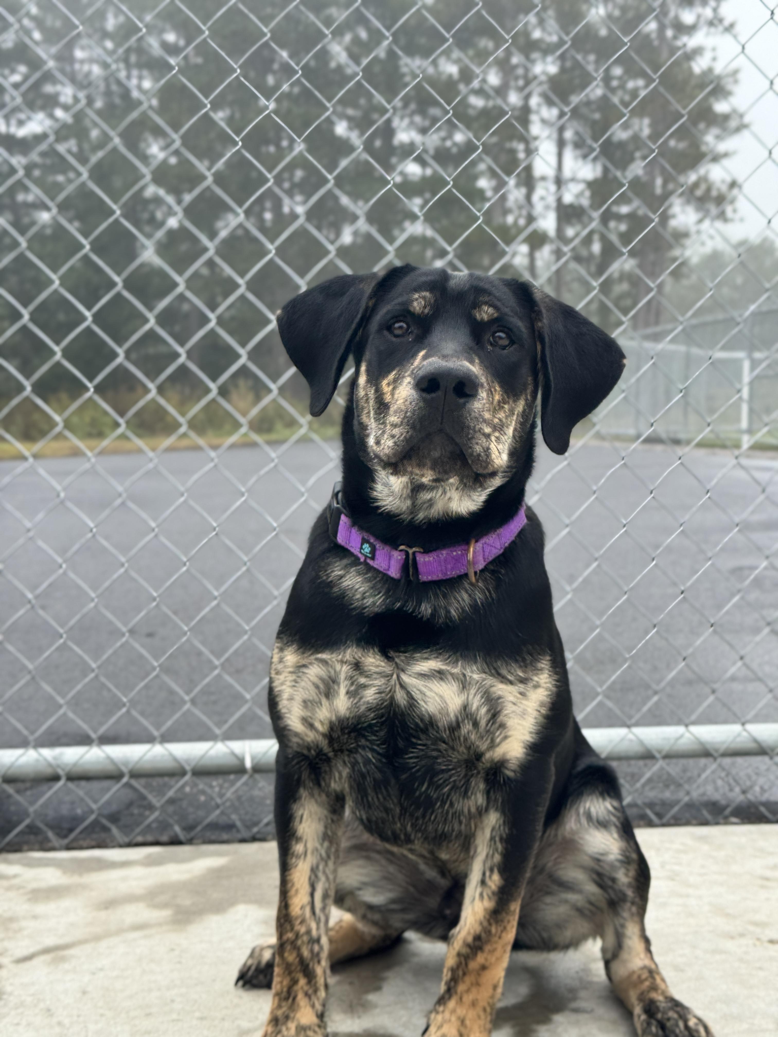 Socks, a Adoptable mixed breed in Hackensack, MN image 1/3