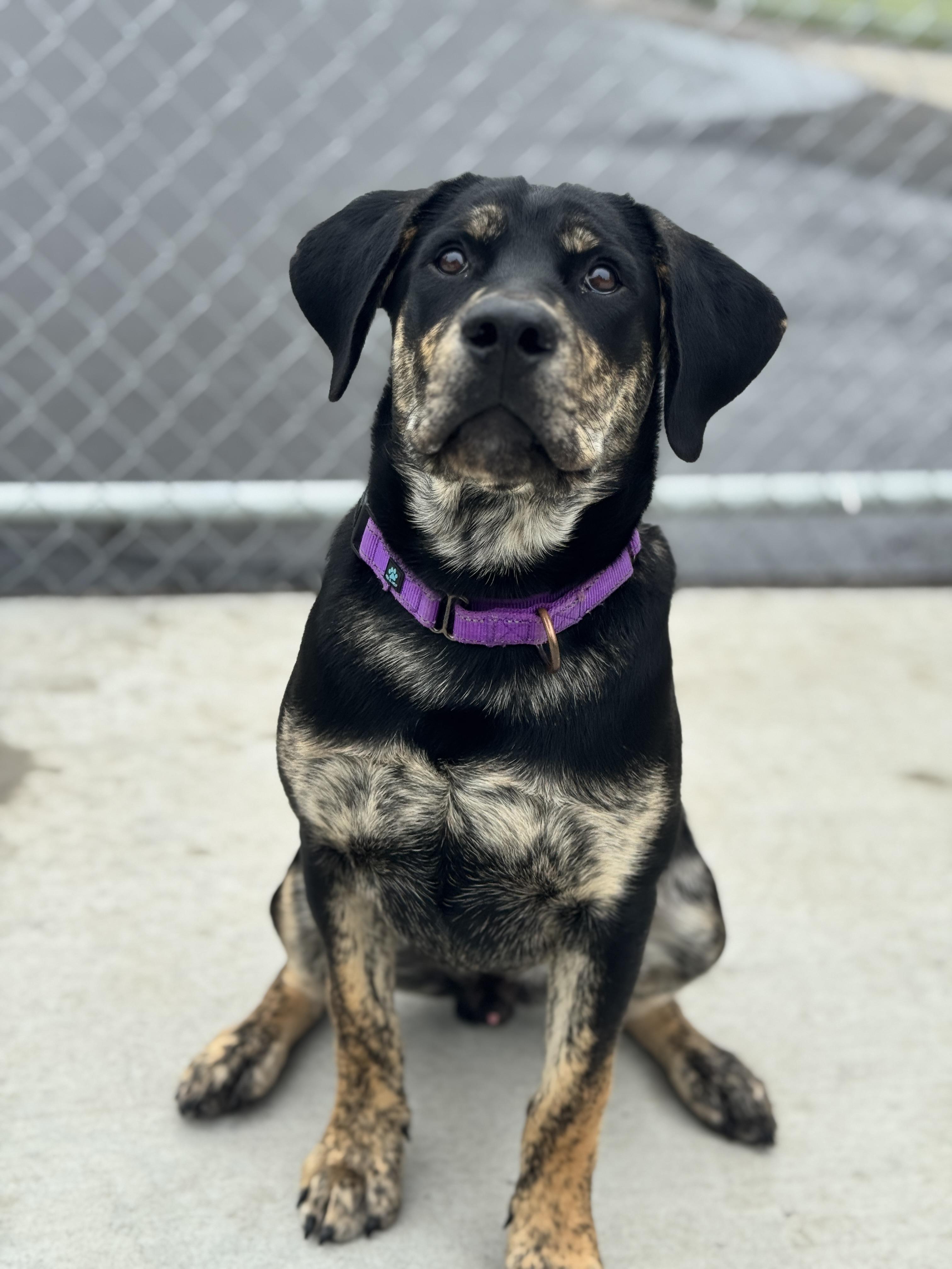 Socks, an adoptable Rottweiler in Hackensack, MN, 56452 | Photo Image 3