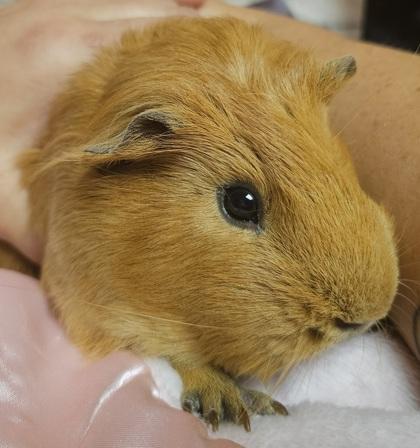 Louise, Young Female Guinea Pig
