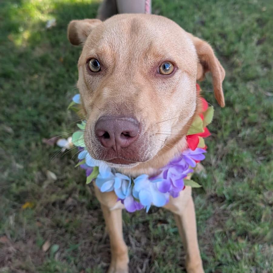 Enlarge Mimi, a Adoptable mixed breed in Volcano, HI image 1/1