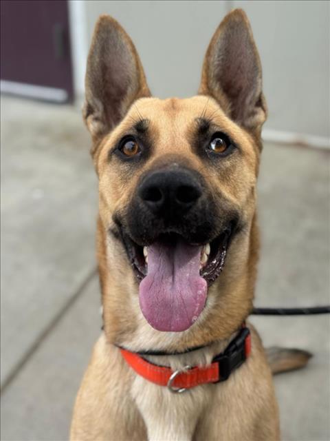 *EVEREST, Adoptable, Young Male German Shepherd Dog.