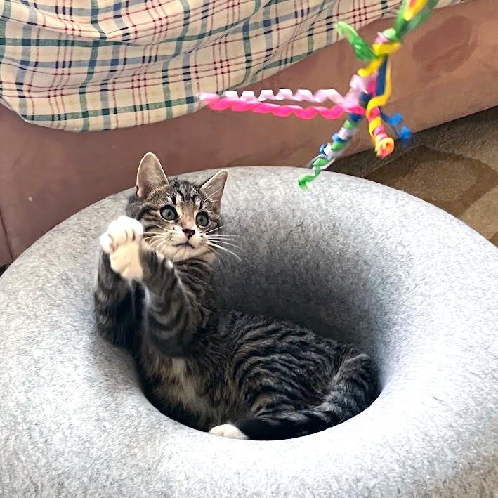 Enlarge Ocean Freight, a ADOPTABLE Domestic Short Hair in Apex, NC image 4/5