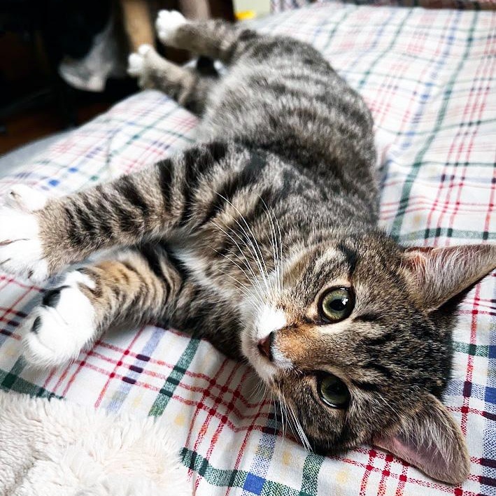 Enlarge Ocean Freight, a ADOPTABLE Domestic Short Hair in Apex, NC image 1/5