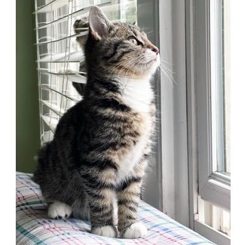 Enlarge Ocean Freight, a ADOPTABLE Domestic Short Hair in Apex, NC image 2/5