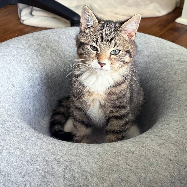 Enlarge Ocean Freight, a ADOPTABLE Domestic Short Hair in Apex, NC image 5/5