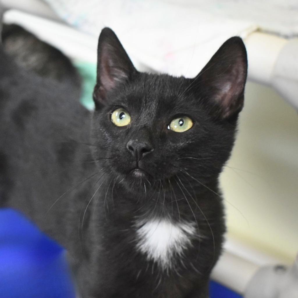 Enlarge Shay, a Adoptable mixed breed in Saint Petersburg, FL image 1/1