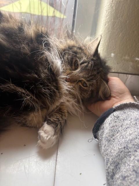 SALLY SEASHELLS, Adoptable, Young Female Domestic Long Hair.