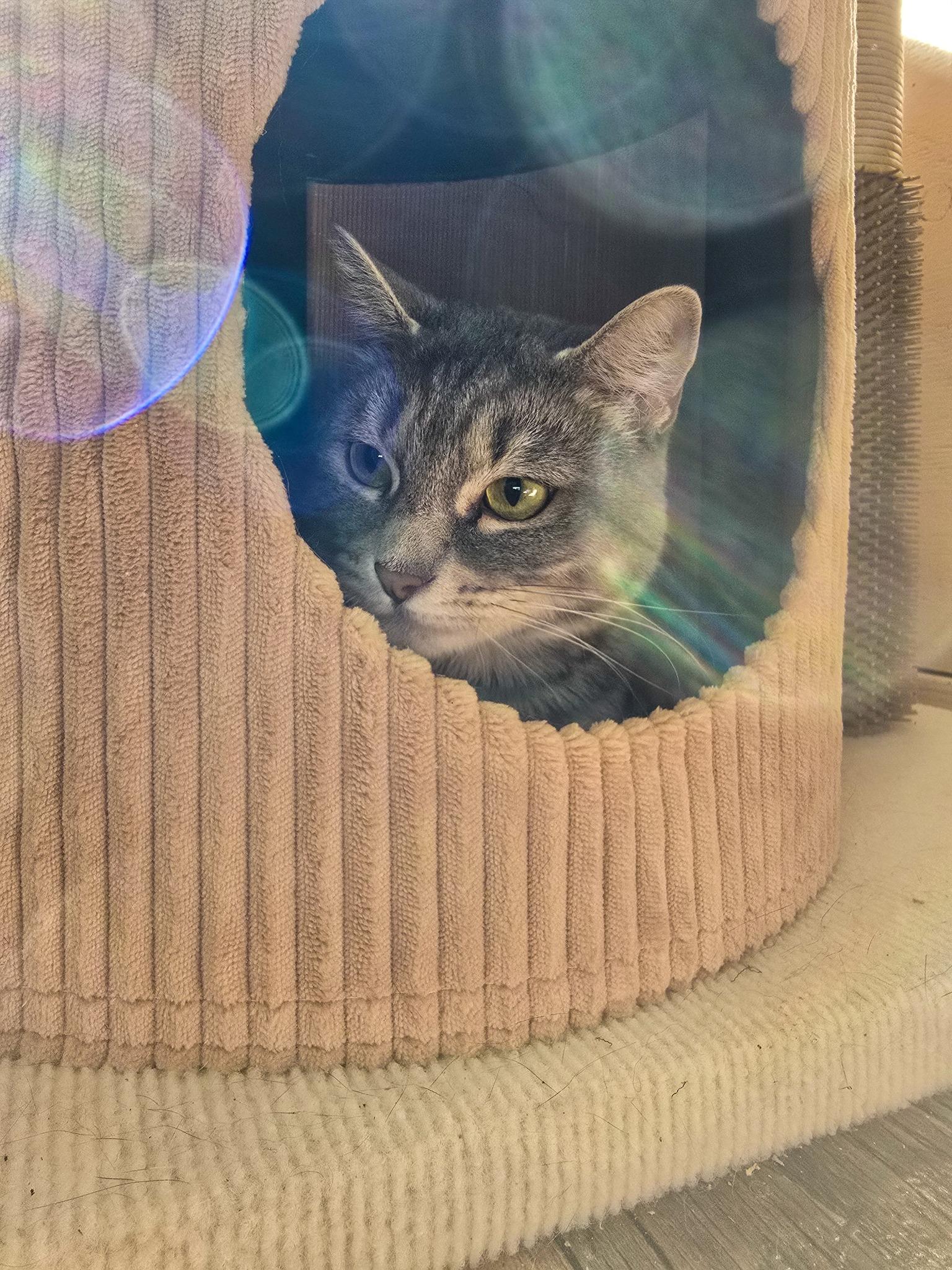 Brin, an adoptable Domestic Short Hair in Prineville, OR, 97754 | Photo Image 4