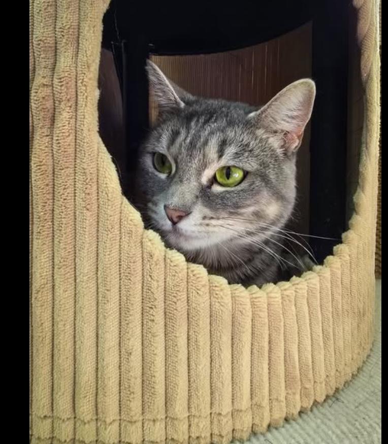 Brin, an adoptable Domestic Short Hair in Prineville, OR, 97754 | Photo Image 1