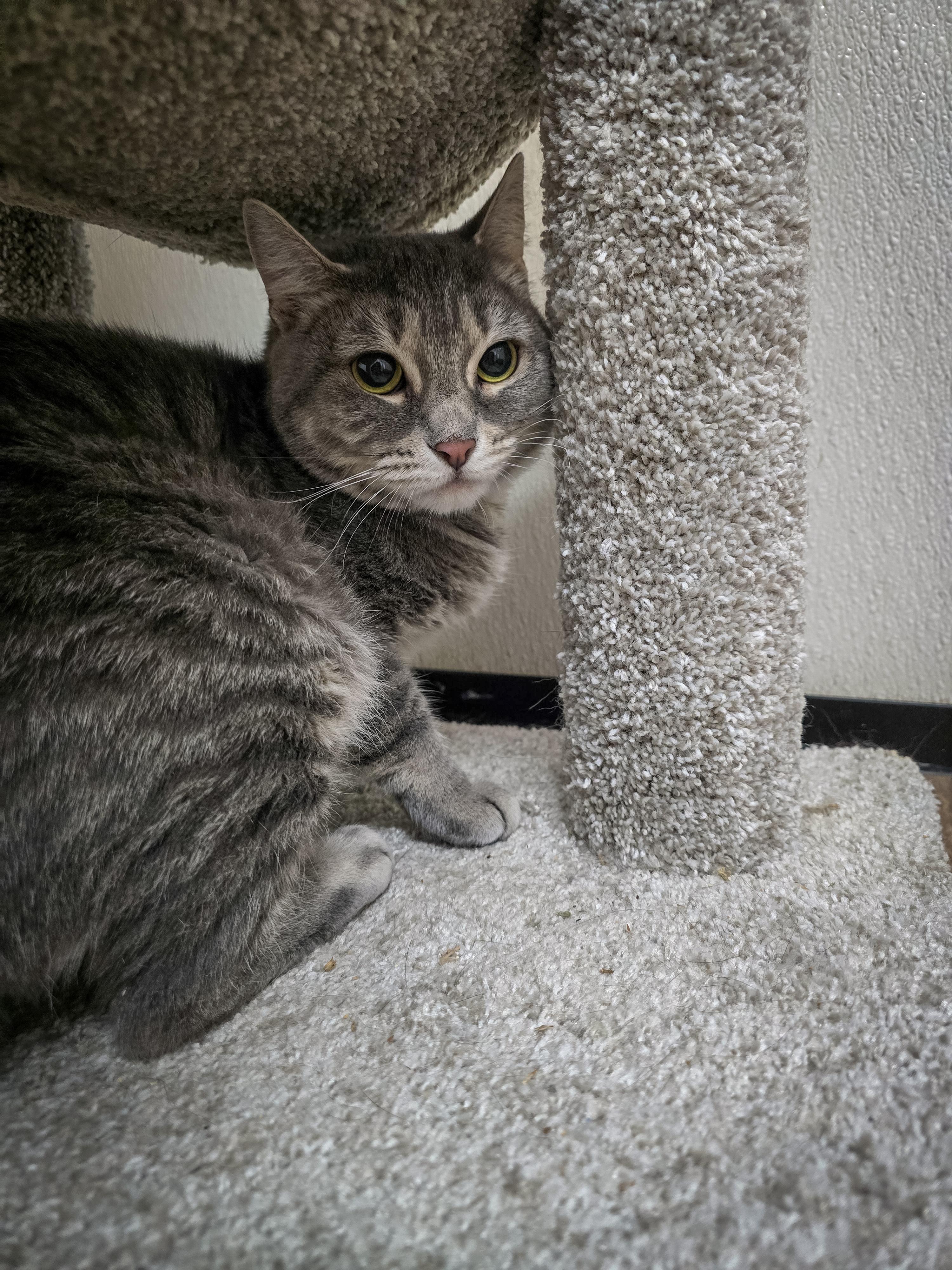 Brin, an adoptable Domestic Short Hair in Prineville, OR, 97754 | Photo Image 3