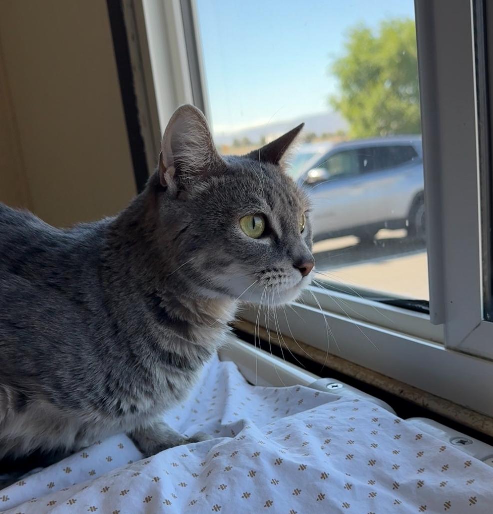Brin, an adoptable Domestic Short Hair in Prineville, OR, 97754 | Photo Image 1