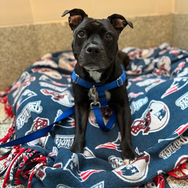 Enlarge SASSY, a Adoptable Pit Bull Terrier in Boston, MA image 1/1