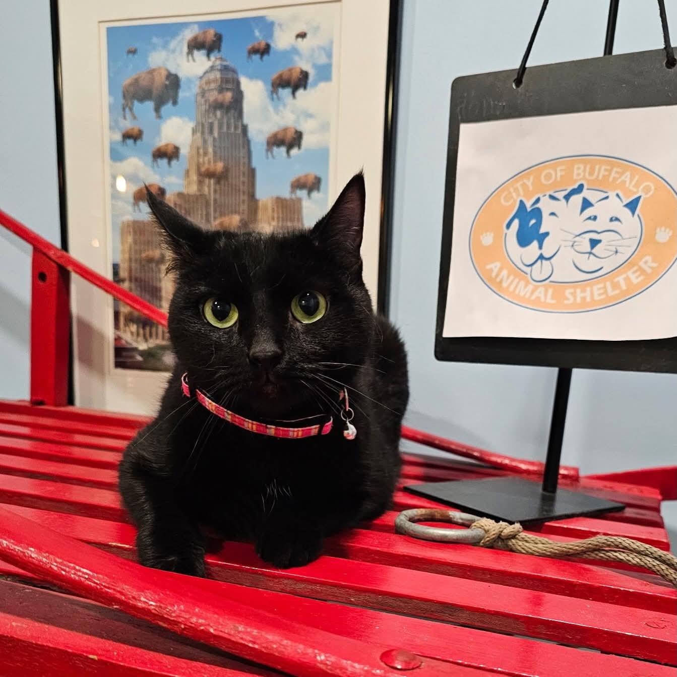 Midnight, ADOPTABLE, Adult Female Domestic Short Hair.