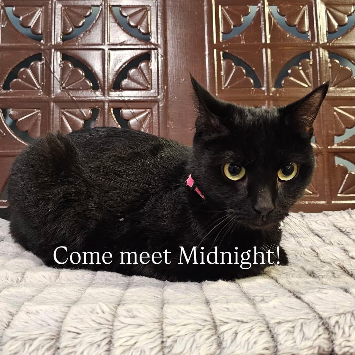 Midnight, a ADOPTABLE Domestic Short Hair in Buffalo, NY image 2/2