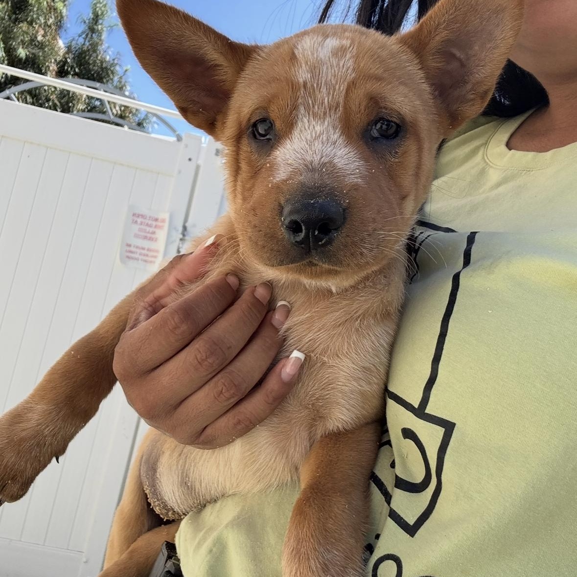 Enlarge River, a Adoptable mixed breed in Rancho Santa Margarita, CA image 3/5