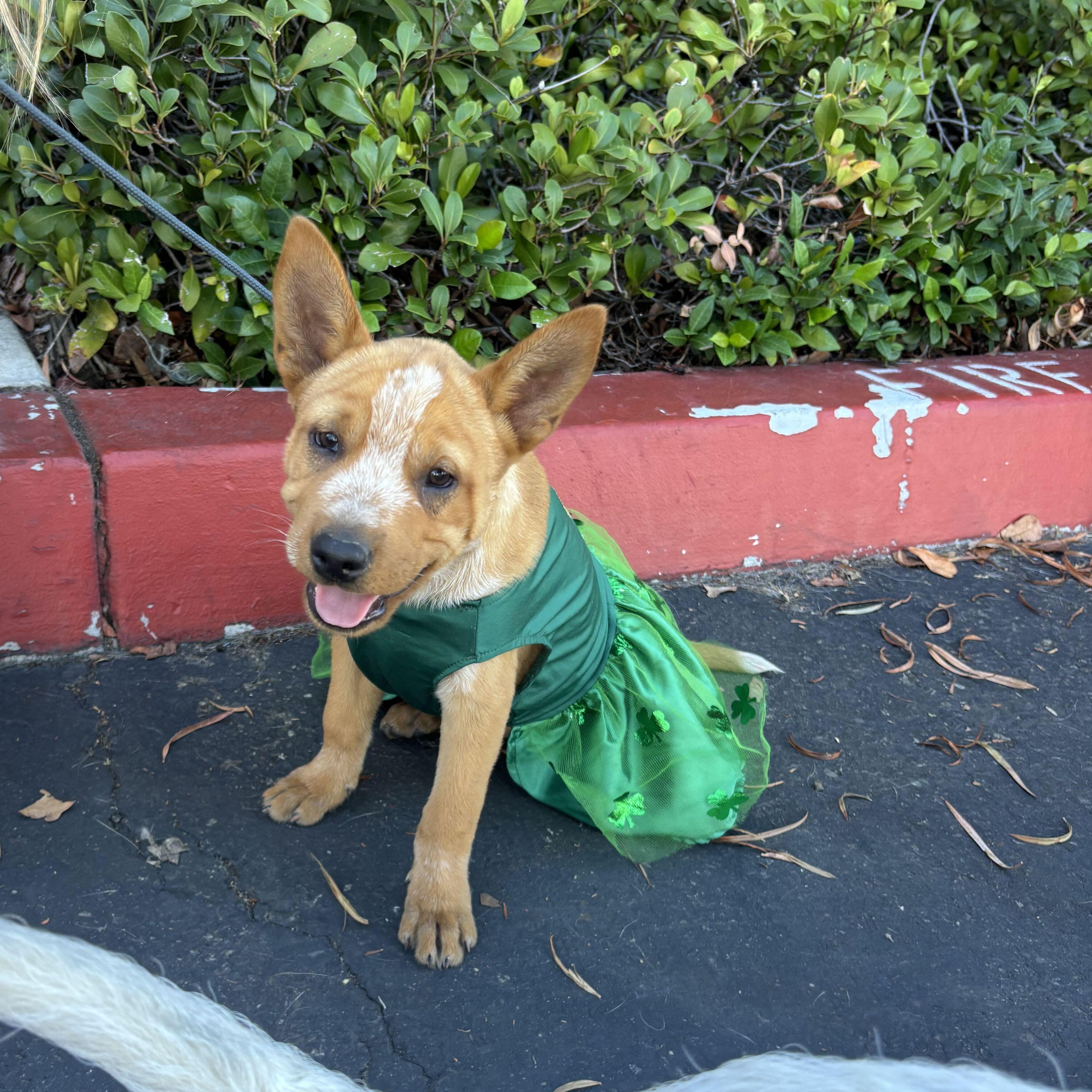 Enlarge River, a Adoptable mixed breed in Rancho Santa Margarita, CA image 2/5
