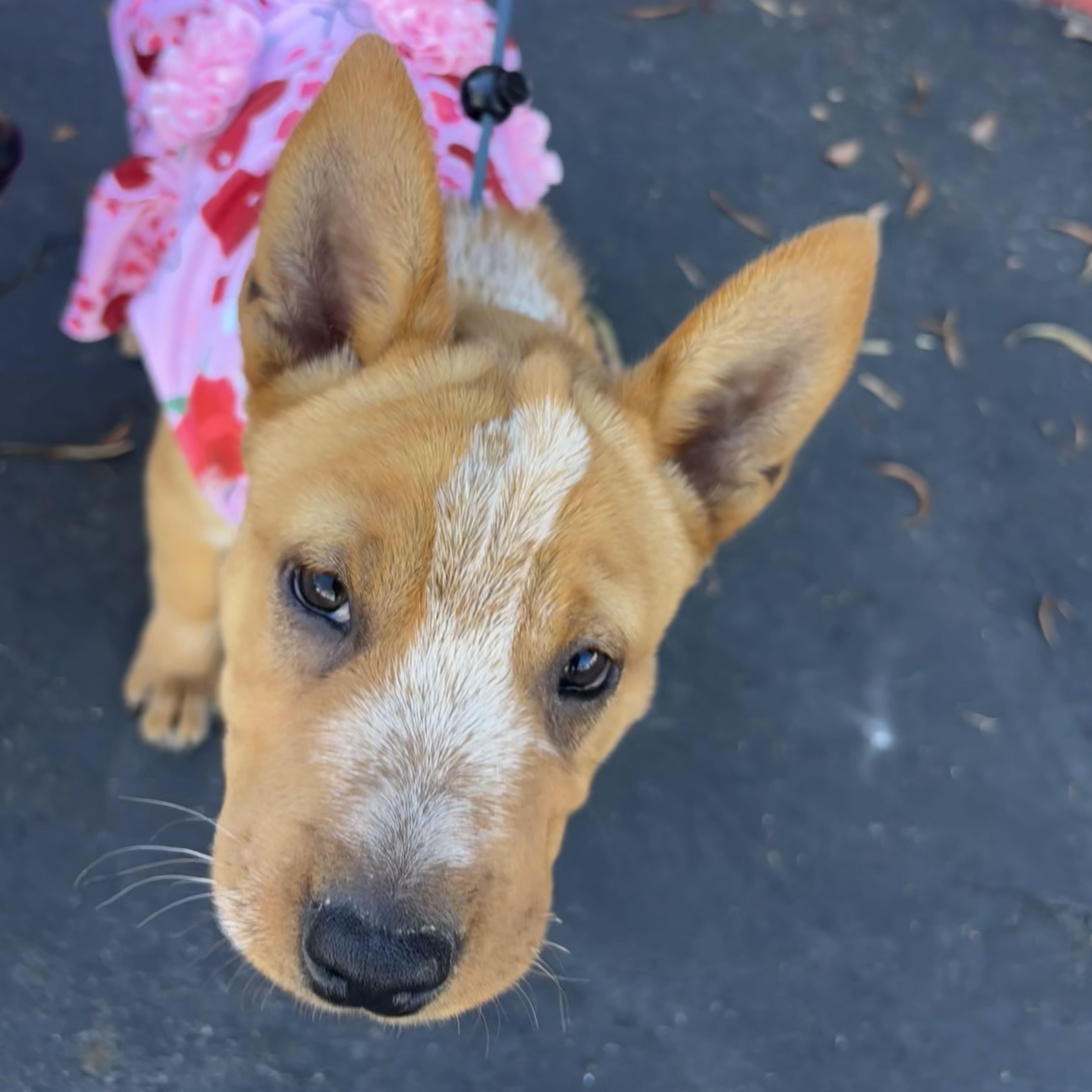 Enlarge River, a Adoptable mixed breed in Rancho Santa Margarita, CA image 4/5