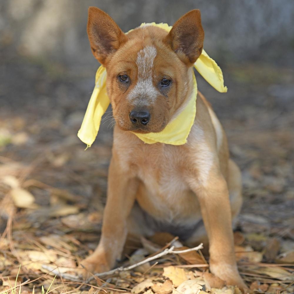 Enlarge River, a Adoptable mixed breed in Rancho Santa Margarita, CA image 5/5